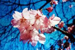 2025-03-16_Edyta-Chrzaszcz-Japonia-Kraj-kwitnacej-wisni_07