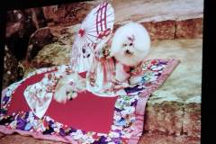 2025-03-16_Edyta-Chrzaszcz-Japonia-Kraj-kwitnacej-wisni_15
