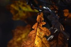 Anna-Sycha-zdjecie-1