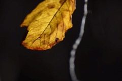 Anna-Sycha-zdjecie-2