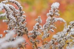 Anna-Sycha-zdjecie-31