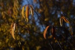 Zofia-Sycha-zdjecie-11