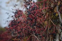 Zofia-Sycha-zdjecie-21