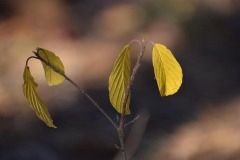 Zofia-Sycha-zdjecie-31