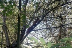 anna-rebiszWiewiorka