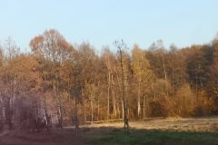 weronika-kuryla-Jesienny-las1