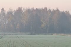 weronika-kuryla-Jesienny-poranek1