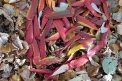 zofia-cendrowska-20211027_214205