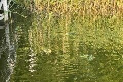 dni_ozarowa_2023-184