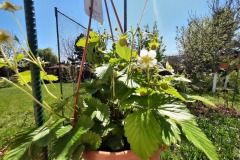 Julia-Sokolowska-1